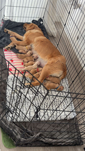 Golden retriever puppies