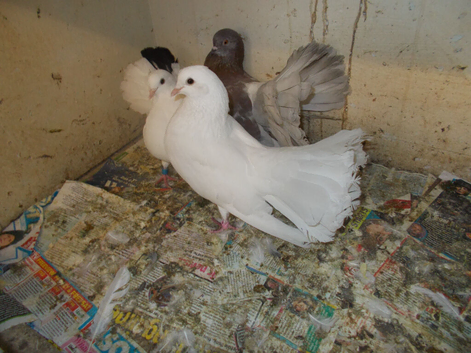 FANTAILS FOR SALE &pound;5 EACH..