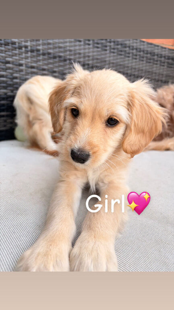 Beautiful cockapoo brother and sister available