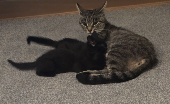 Two beautiful Black male kittens ready now!!