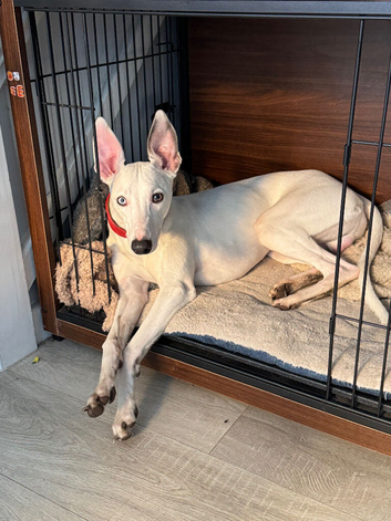 8 months old whippet boy for sale