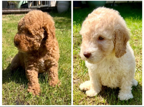 READY NOW! ONLY 2 LEFT! Stunning curly F1b Mini Labradoodles - Health tested parents