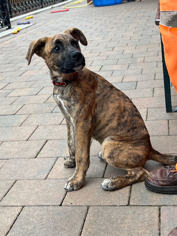 White Swiss Shepherd x Boxer Male for Rehoming