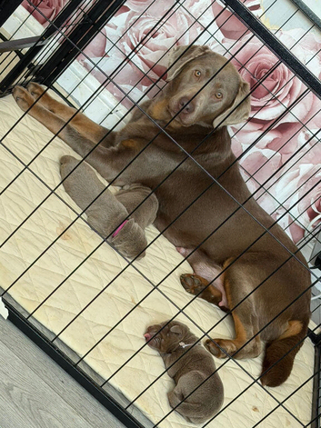 Big beautiful Labrador puppies