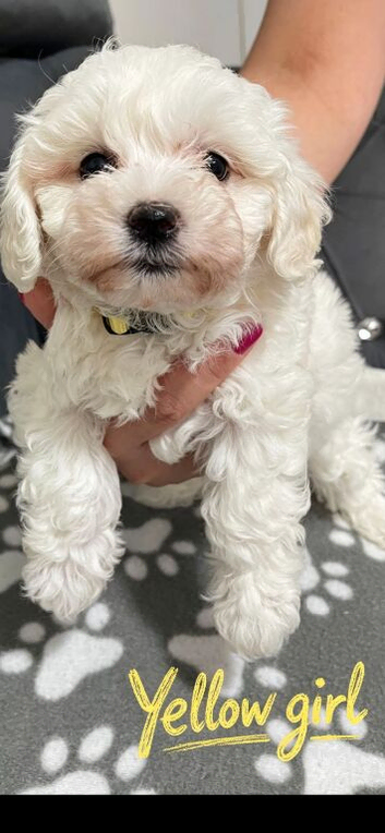 READY TO LEAVE NOW &ndash; Beautiful Maltese Puppies Looking for Their Forever Homes!