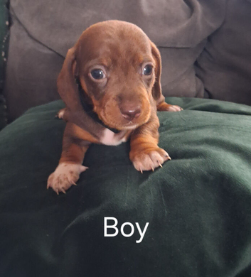 Miniture Dauschund Puppies