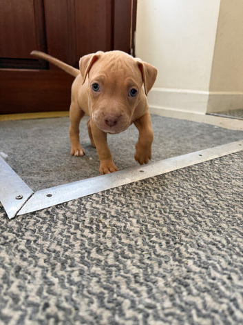 ABKC AMERICAN STANDARD BULLIES