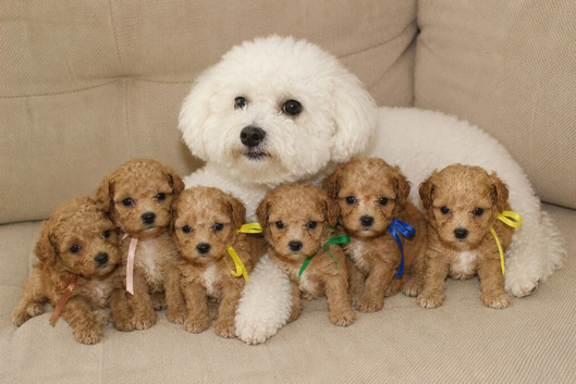 F1 Poochon puppies Health Tested parents