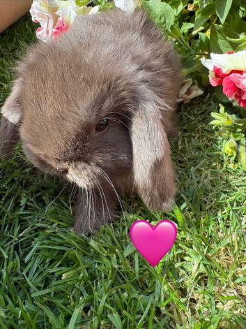 Pure mini lops