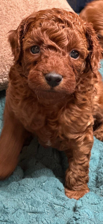 F1bb cockerpoo puppies