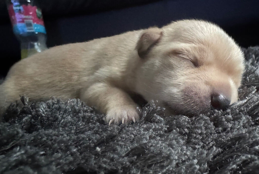 chihuahua x jack russell terrie puppies
