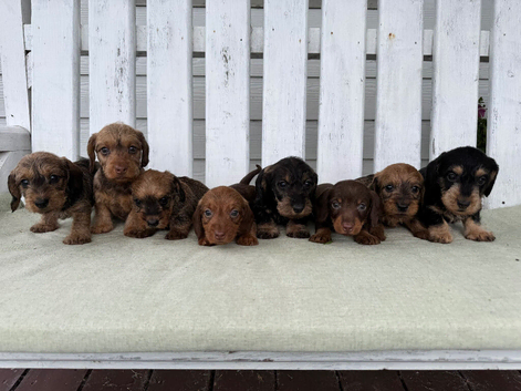 Mini Wire Haired Dachshund Pups