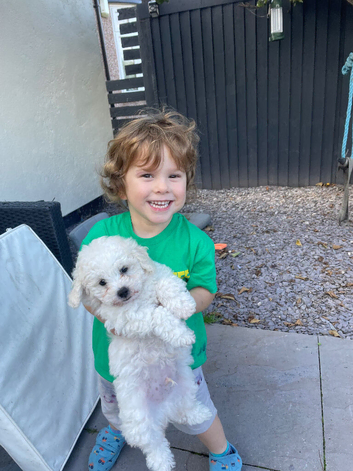F1 from kc bichon mum