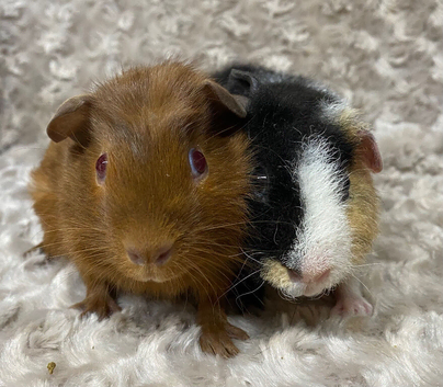Beautiful Bonded Guinea Pigs