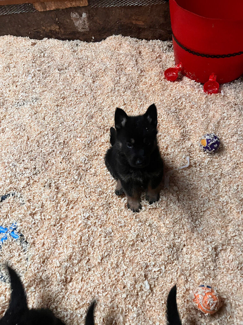 Black & Tan German Shepherd Puppies