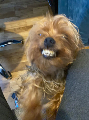 READY NOW&hellip;.MINI YORKSHIRE TERRIERS