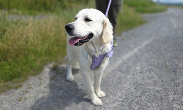 Female Golden Retriever