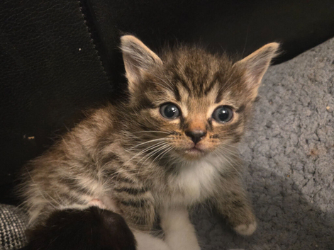 Stunning kittens 1 boy 1 girl ready now