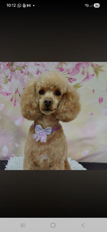 Beautiful chipoo pups