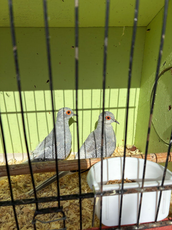 2 young Diamond Doves