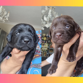 BEAUTIFUL PUPPIES FROM FULLY HEALTH-TESTED PARENTS