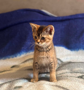 Beautiful BSH kitten