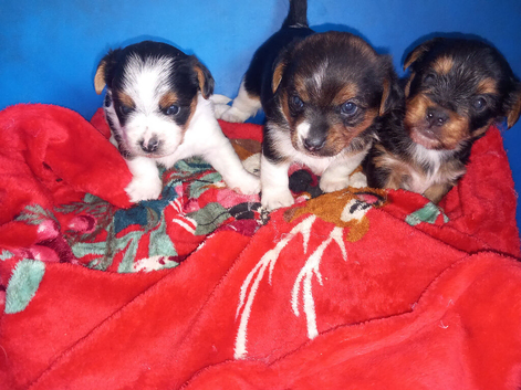 Jack Russell x yorkie