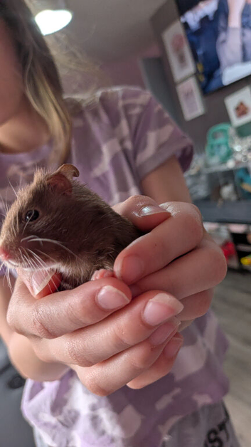 Syrian hamster baby and full set up