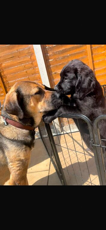 Springer x Mastiff