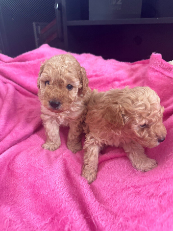 2 boys toy poodle