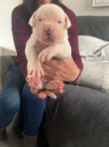 American Bulldog Puppies &ndash; 6 Boys & 3 Girls