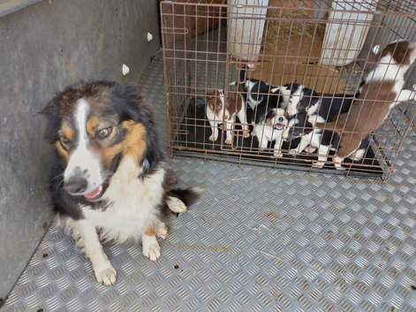 Welsh collie puppies