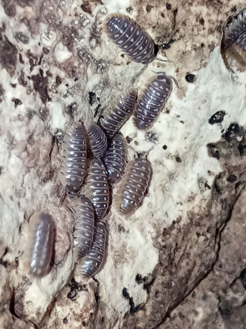Clown isopods