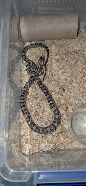 Baby corn snakes