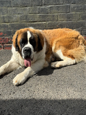 11 month old female Saint Bernard