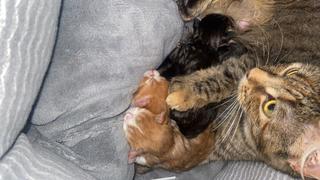 half mainecoon / ragamuffin kittens