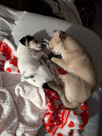 Special Forever Home for Our Furbabies