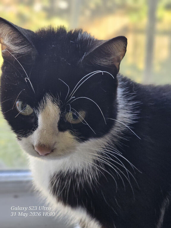 5 year old cat called Nellie