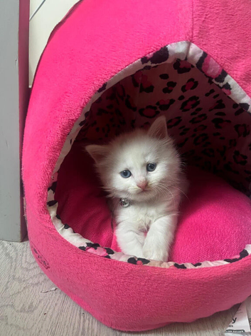 Stunning girl half Maine coon kitten