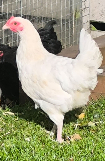 Mix Poultry, hens/ ducks/ guinea fowl