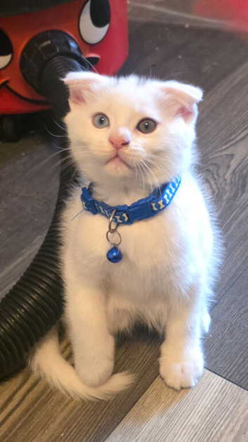 Maincoon x Scottish folds