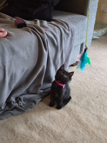 2 kittens ready to go