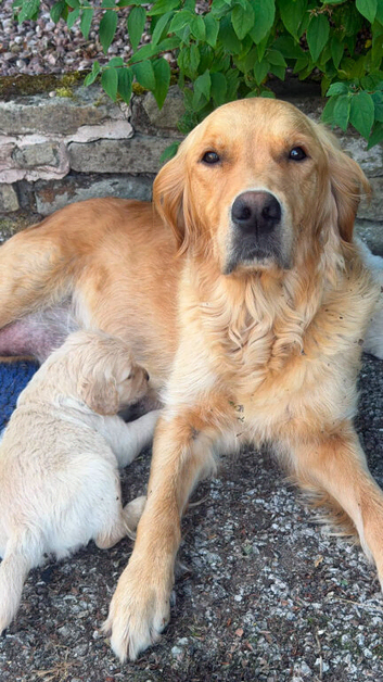 Golden Retrievers - Ready Sep 6th