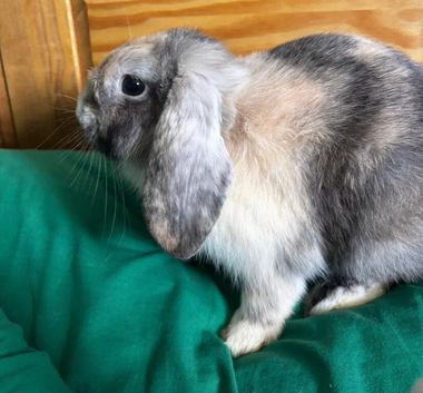 Mini lop free to good home