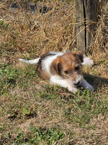 Fox terrier puppies