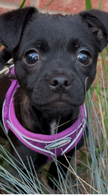 Gorgeous Sprite is ready for her home!