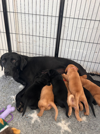 Kc reg labrador pups