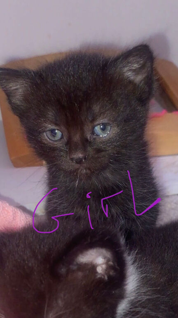 kittens