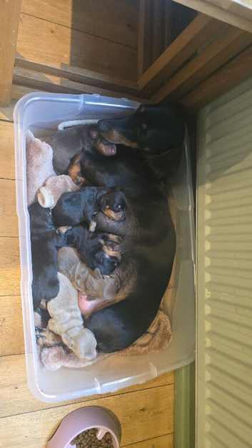 Dachshund