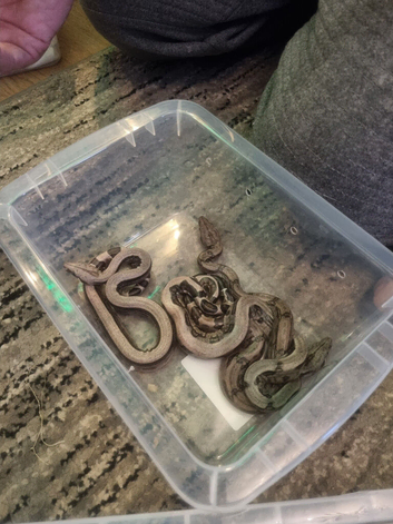 Gorgeous baby boas